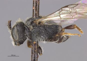 Media type: image;   Entomology 30460 Aspect: habitus lateral view